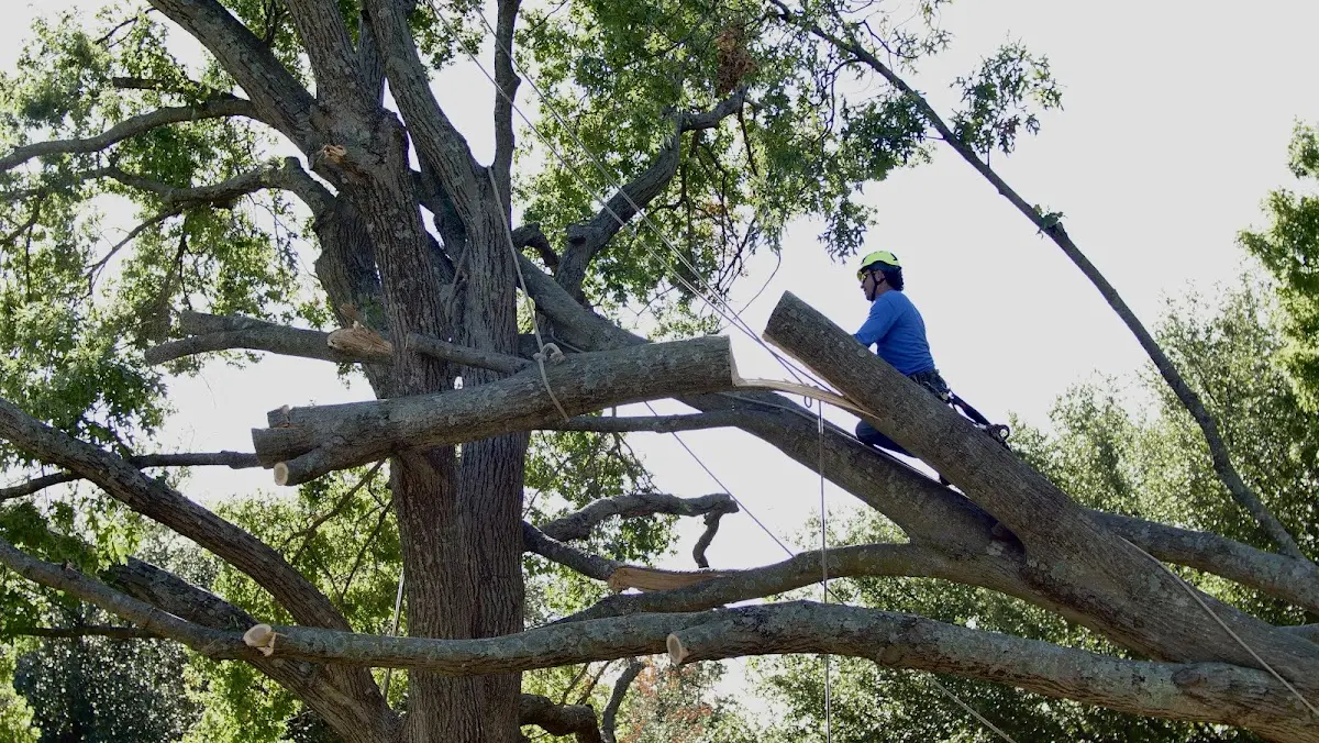 Professional Crown Thinning performed by certified arborists in Orma