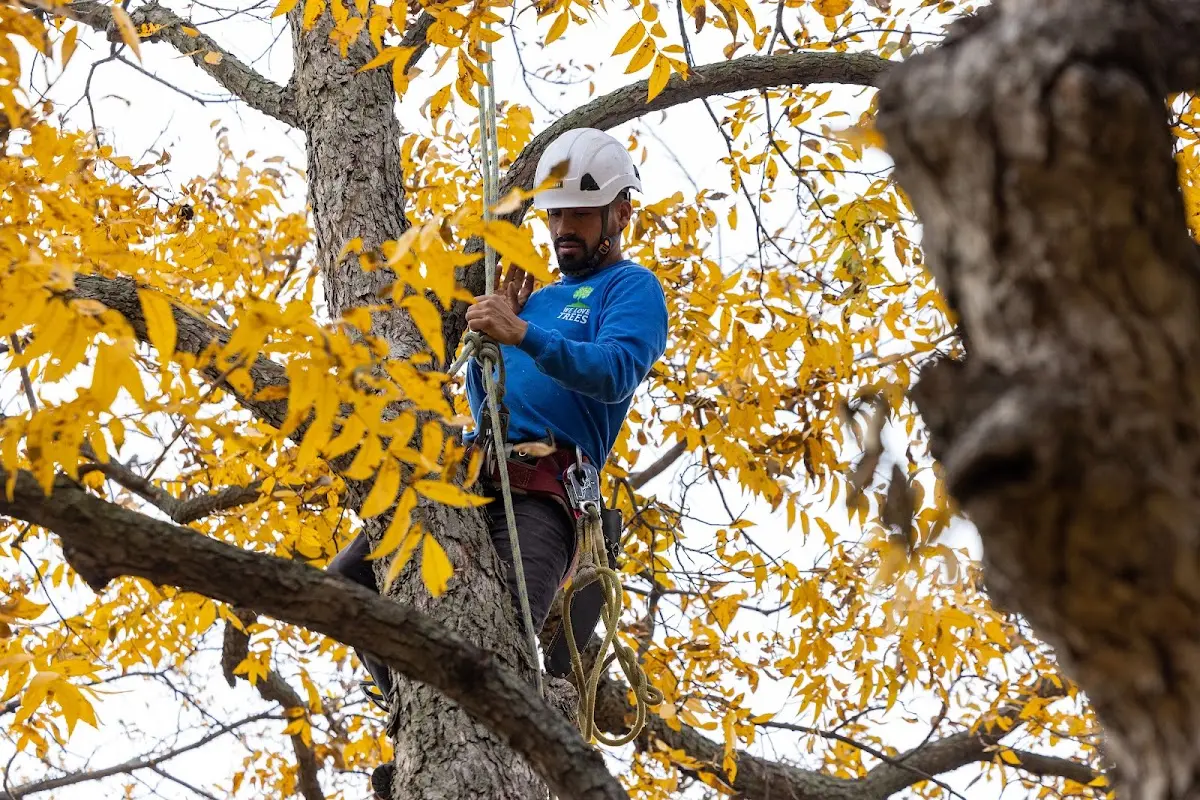 Skilled Tree Transplanting crew working in Orma